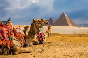 Египет - верблюд и пирамиды